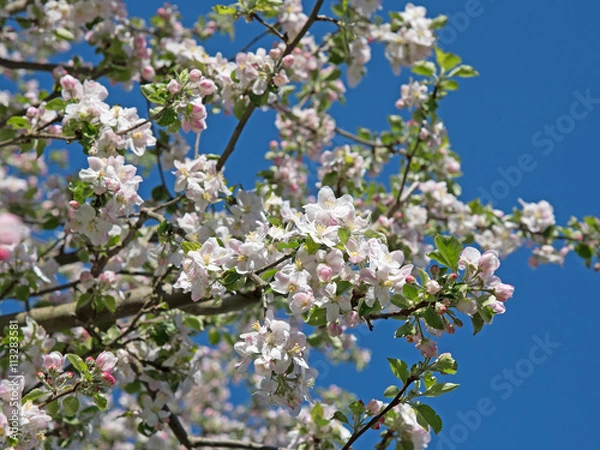 Fototapeta Apfelblüten, Apfelbaum, Malus