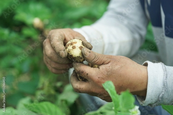 Obraz 농부 자연 고집 유기농 무농약