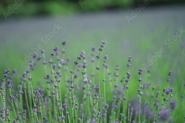 Obraz 잉글리쉬라벤더