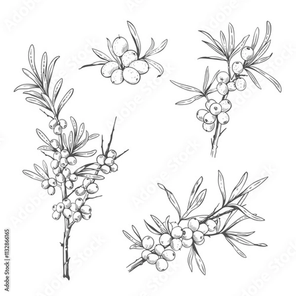 Fototapeta Hand drawn black and white sea buckthorn branches. Vector illustration in engraved style
