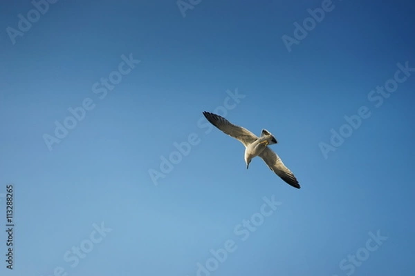 Obraz 푸른바다 갈매기