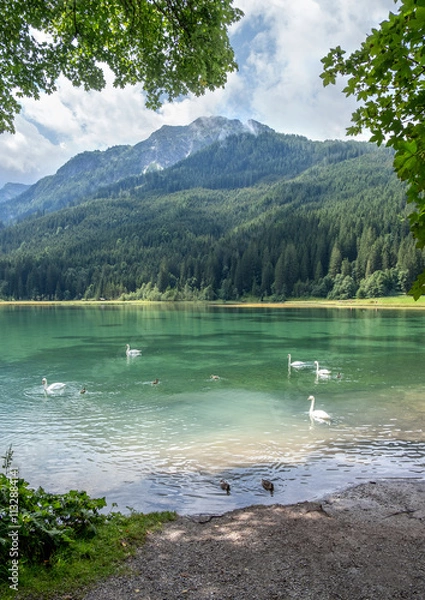 Fototapeta View of swan, lake and mountains in Austria