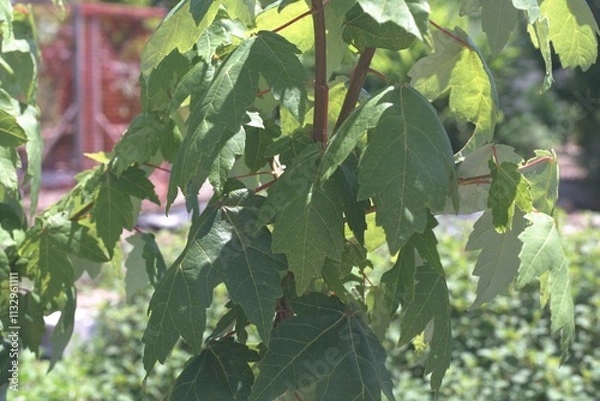 Obraz Acer rubrum - Red Maple
