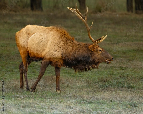 Obraz Bull Elk