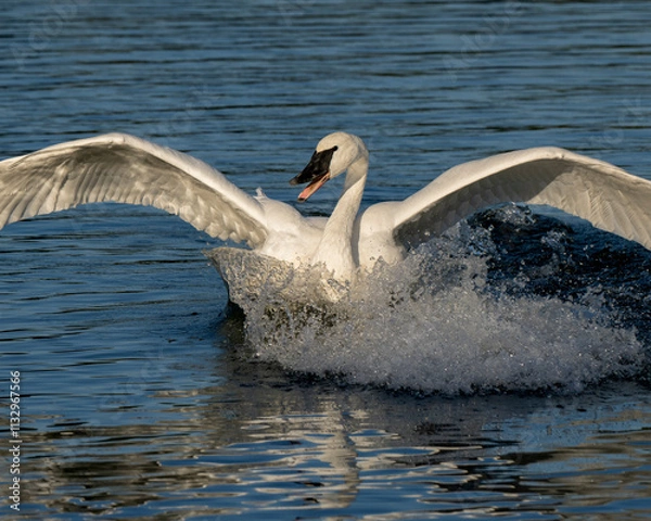 Obraz Trumpeter Swan