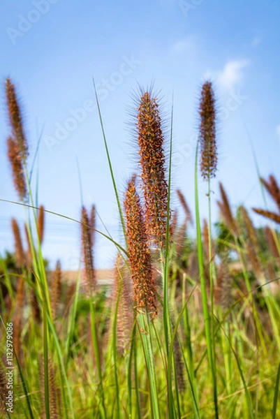 Fototapeta wheat field in the wind