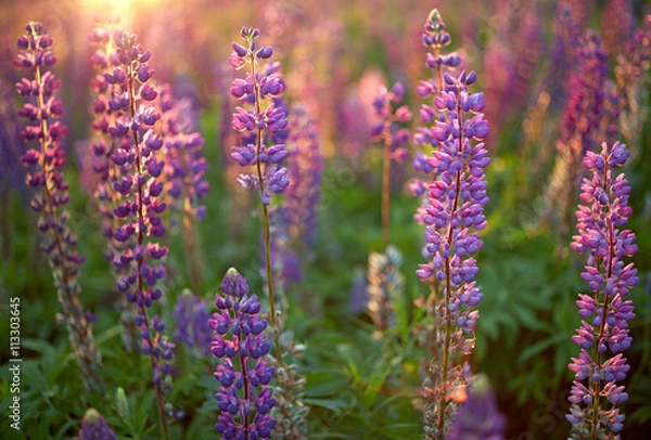 Fototapeta Lupine Flowers background.  Field of Lupines flowers in sunset light