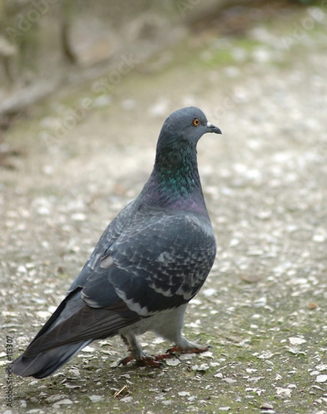 Fototapeta pigeon