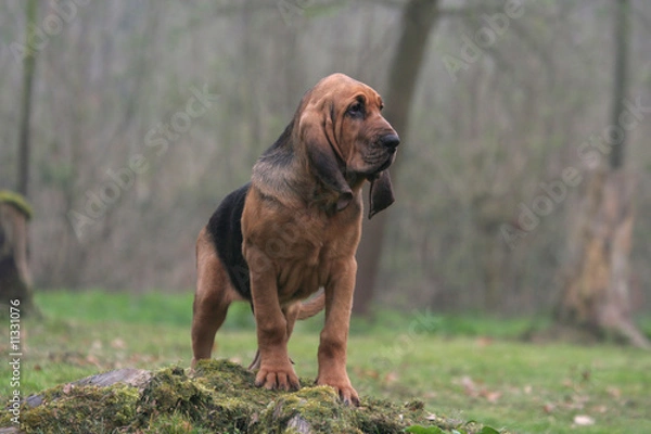 Obraz la pose fière du jeune saint hubert en foret