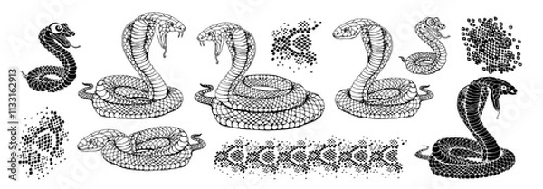 Fototapeta Snake and snake skin pattern set. Hand drawn viper linear vector illustration.