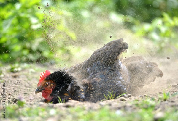 Obraz Hen dust bath