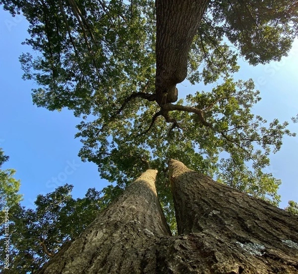 Fototapeta Beautiful tree