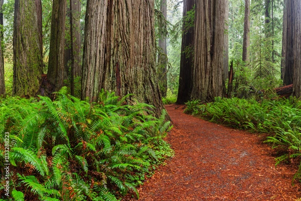 Obraz Redwood National Park Path