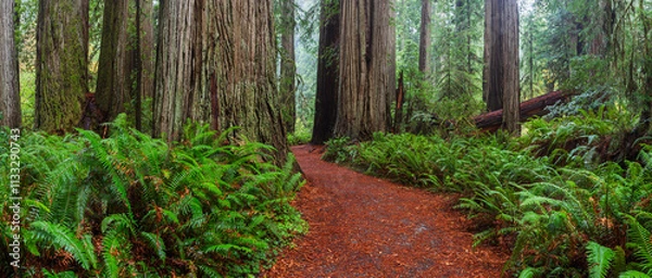 Obraz Redwood Forest Trail