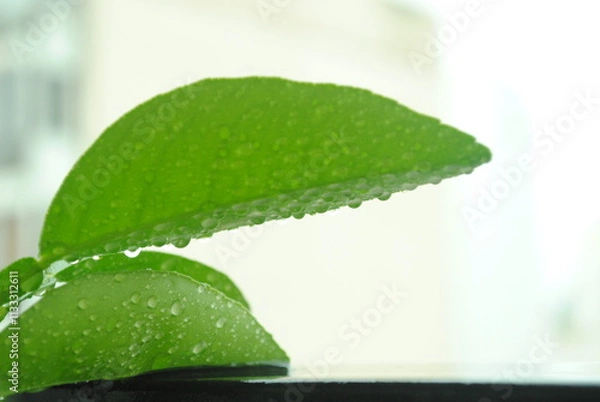 Obraz Hoja con gotas de agua