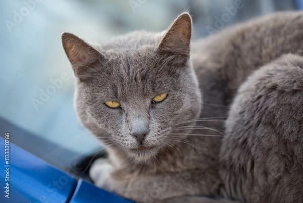 Obraz gray cat is lying down