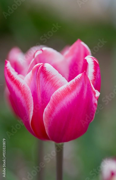 Fototapeta tulip bloom