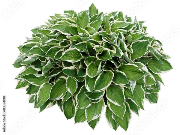 Obraz Hosta