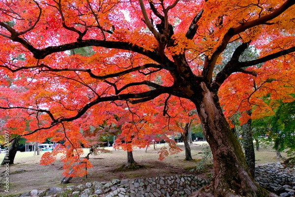 Obraz nara park