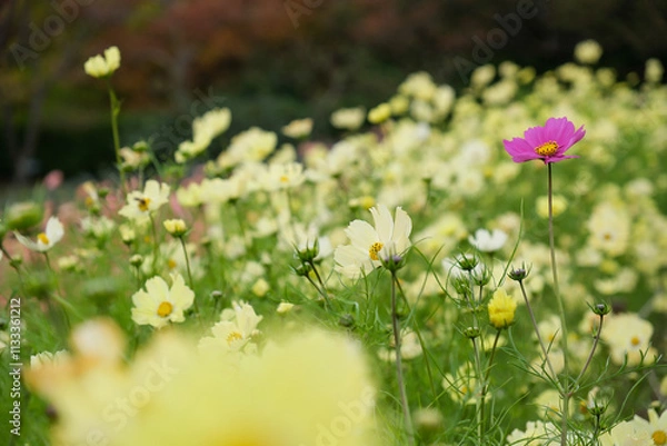 Obraz flowers in the meadow