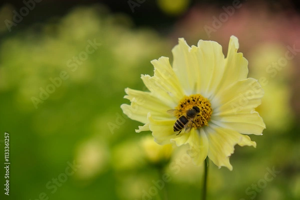 Fototapeta bee on flower