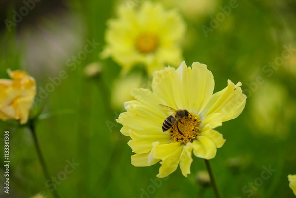 Obraz bee on a dandelion