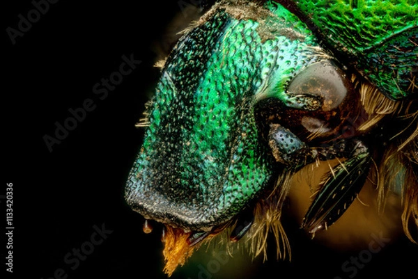 Obraz Extreme macro shot of a rose chafer beetle (Cetonia aurata)