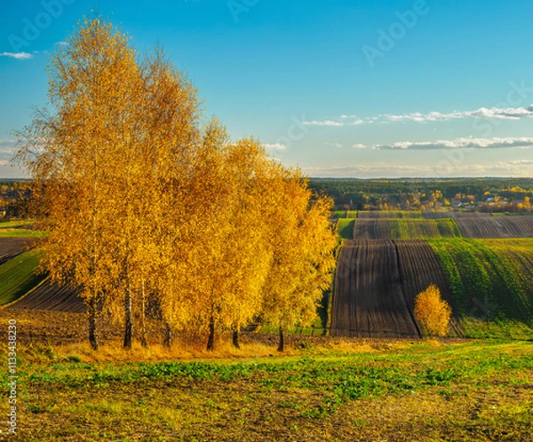 Obraz An autumn agricultural landscape.. Here is an image depicting an autumn agricultural landscape with picturesque fields, trees in fall colors, and a peaceful rural setting. Roztocze. Poland.