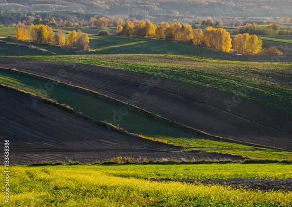 Obraz An autumn agricultural landscape.. Here is an image depicting an autumn agricultural landscape with picturesque fields, trees in fall colors, and a peaceful rural setting. Roztocze. Poland.