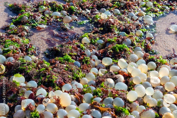 Fototapeta Seashore of La Paloma, Uruguay, featuring black sea snail egg capsules on the sand.