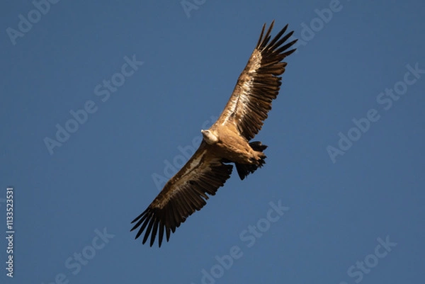 Fototapeta Buitre leonado