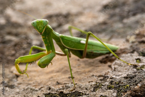 Fototapeta Sphodromantis viridis