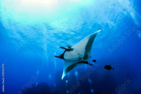 Obraz Manta Ray