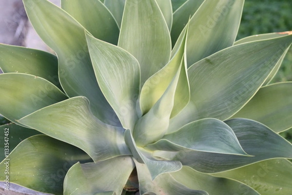 Obraz close up of succulent plant