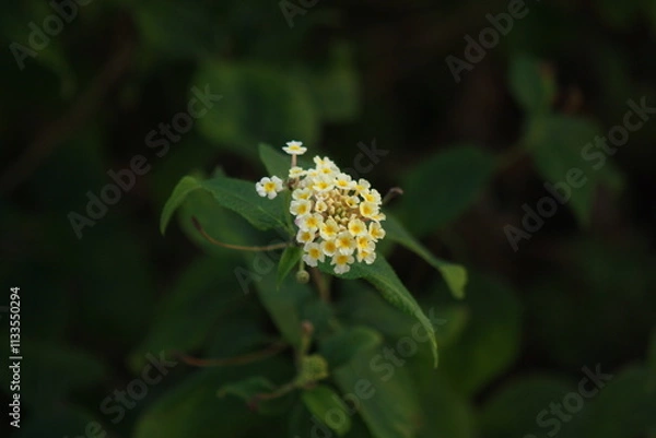 Obraz close up of lantana