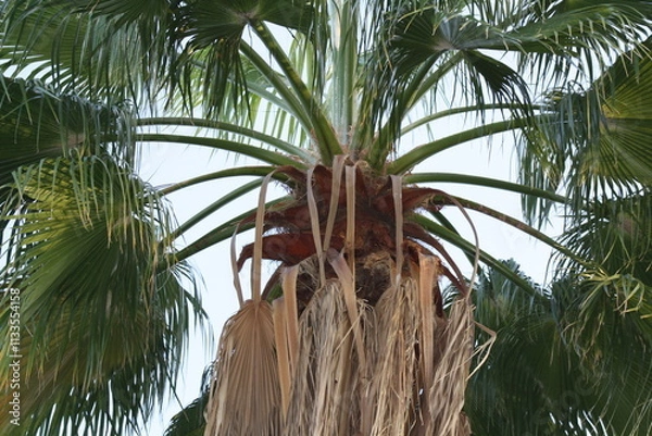 Obraz close up palm tree
