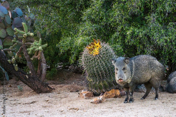 Fototapeta Javelina next to a barrel cactus in Tucson arizona
