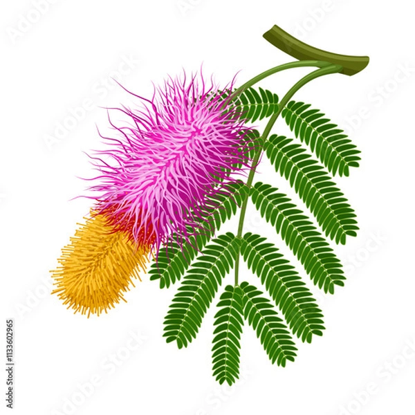 Obraz Illustration of Shami flower with leaves, also known as Persian mesquite or ghaf, scientific name Prosopis cineraria, isolated on white background.