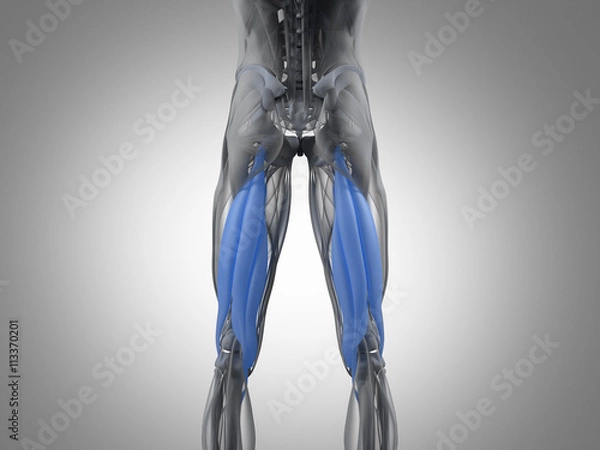Fototapeta Hamstring muscle group, human anatomy muscle system. 3d illustration.