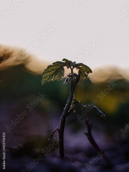 Fototapeta Macro view