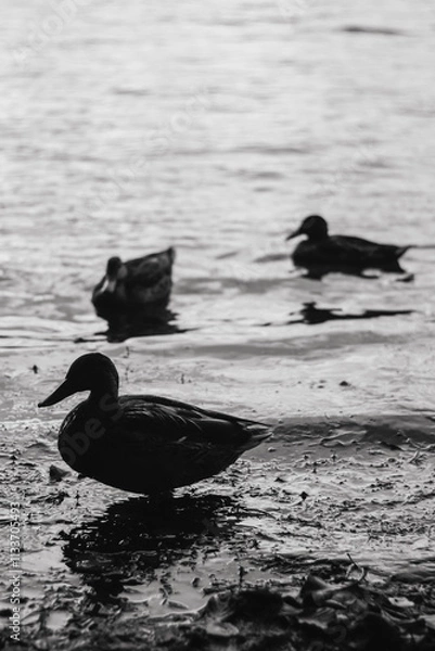 Obraz Silhouette de duck