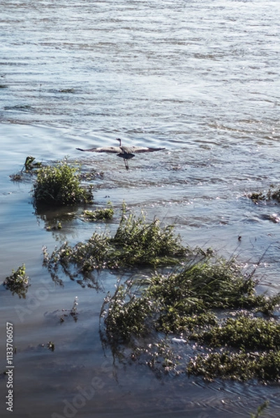 Fototapeta Flying Heron