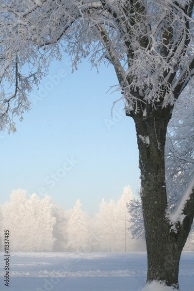 Obraz winter scene with big tree in front
