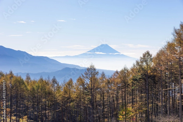 Obraz 黄葉が始まったカラマツ林越しに望む朝靄たなびく富士山