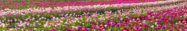 Fototapeta Tulips in the Carpathian region