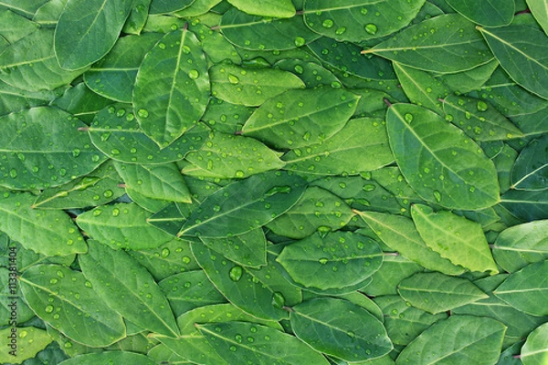 Obraz Green forest leaves