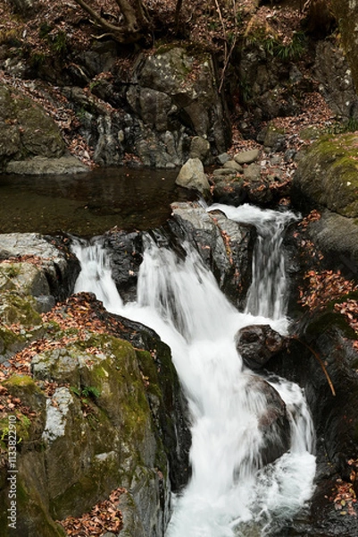 Fototapeta 秋、紅葉