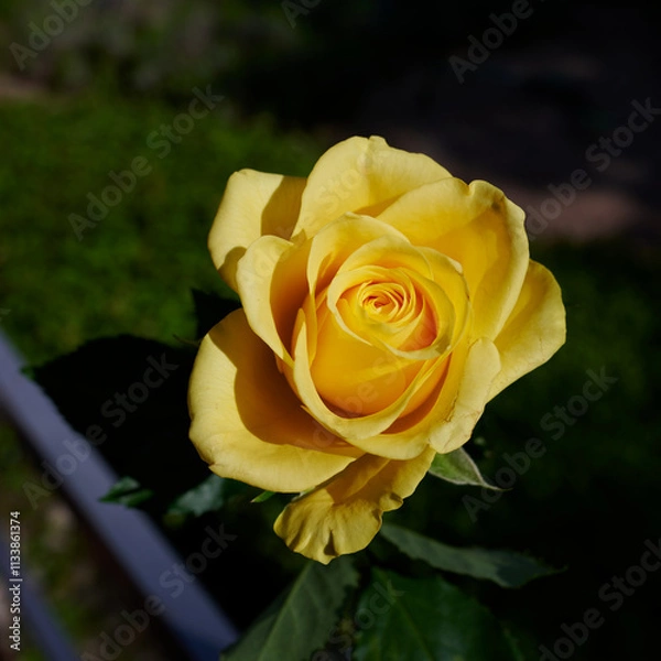 Obraz Yellow Rose