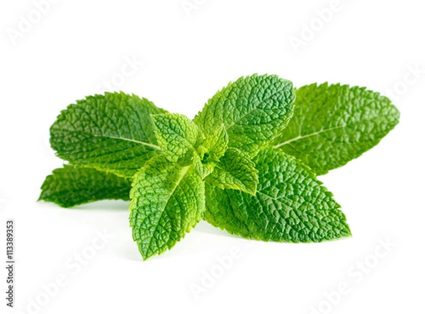 Obraz Fresh raw mint leaves isolated on white background