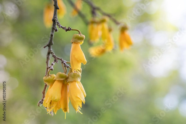 Obraz Close Up of Kowhai Flower